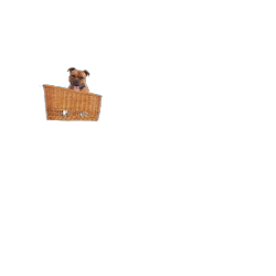 panier-chien-velo-porte-bagage