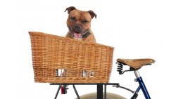 Panier de vélo arrière pour chien, sans grille (50 cm)