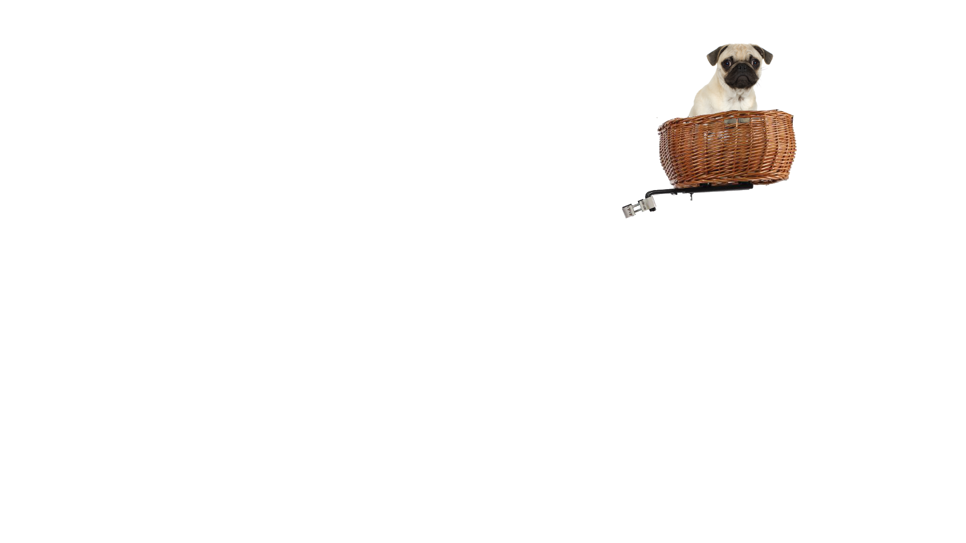 panier-chien-velo-avant-pluto