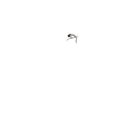 Cintre en U pour position assise droite (hollandaise).